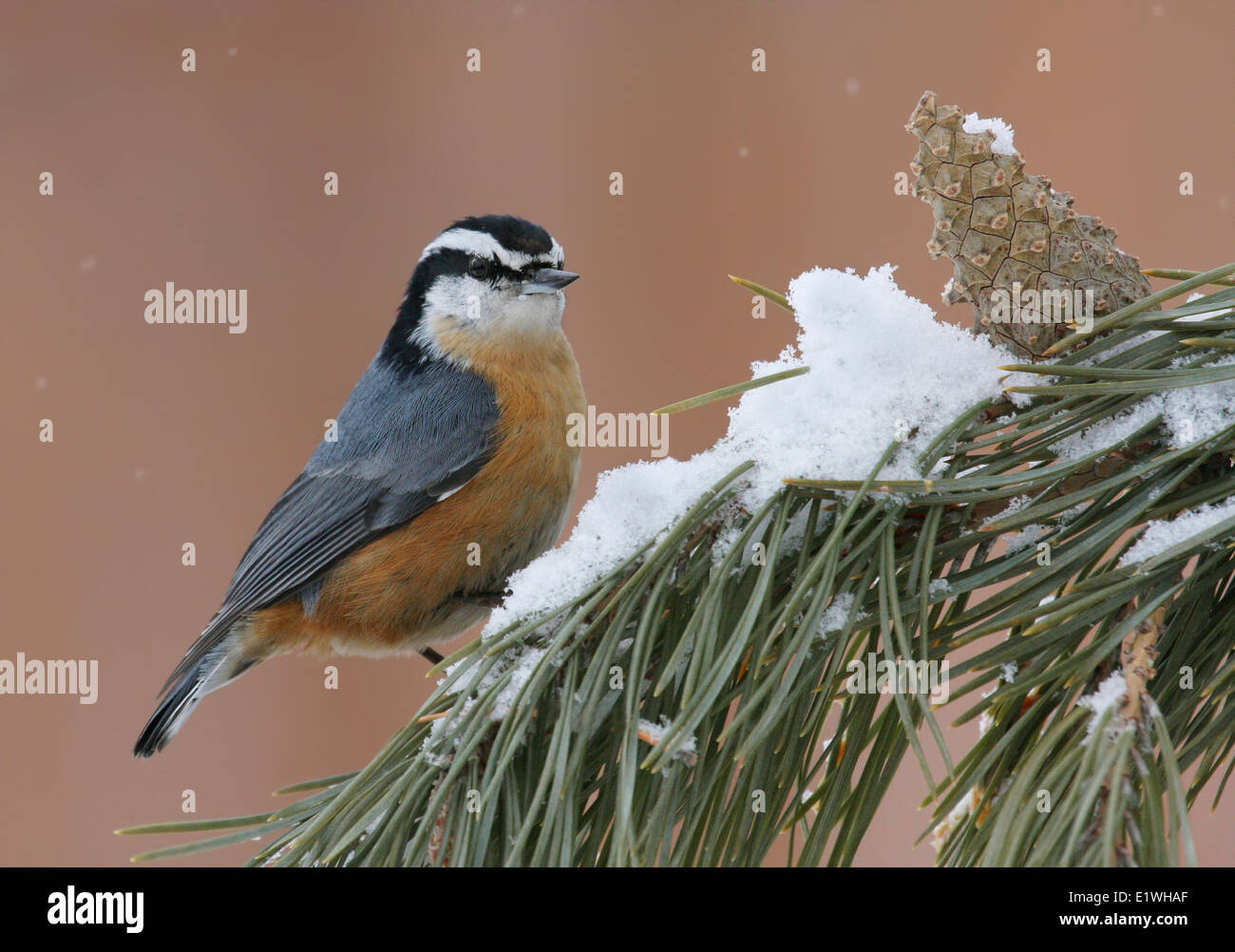 Eine Red-breasted Kleiber Sitta Canadensis, thront auf einer Kiefer in Saskatchewan. Stockfoto