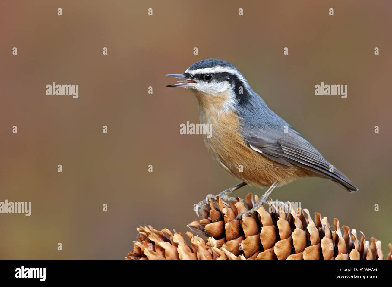 Eine Red-breasted Kleiber Sitta Canadensis, thront auf einem Tannenzapfen im Herbst, in Saskatchewan. Stockfoto