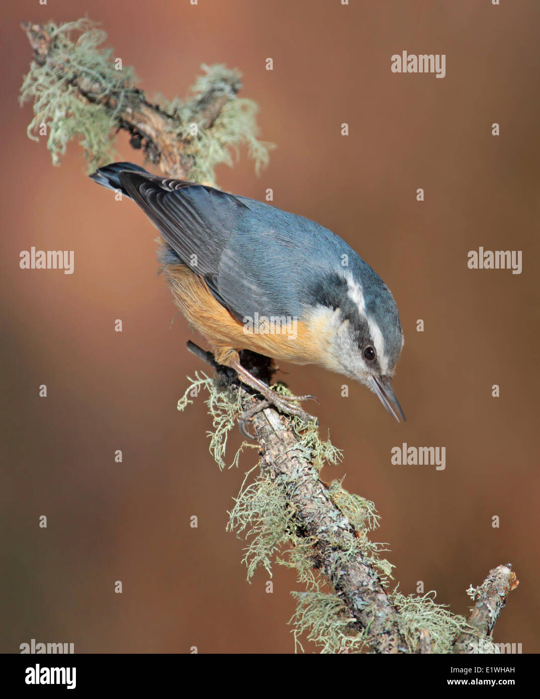 Eine Red-breasted Kleiber Sitta Canadensis, thront auf einem Flechten bedeckten Zweig in Saskatchewan. Stockfoto