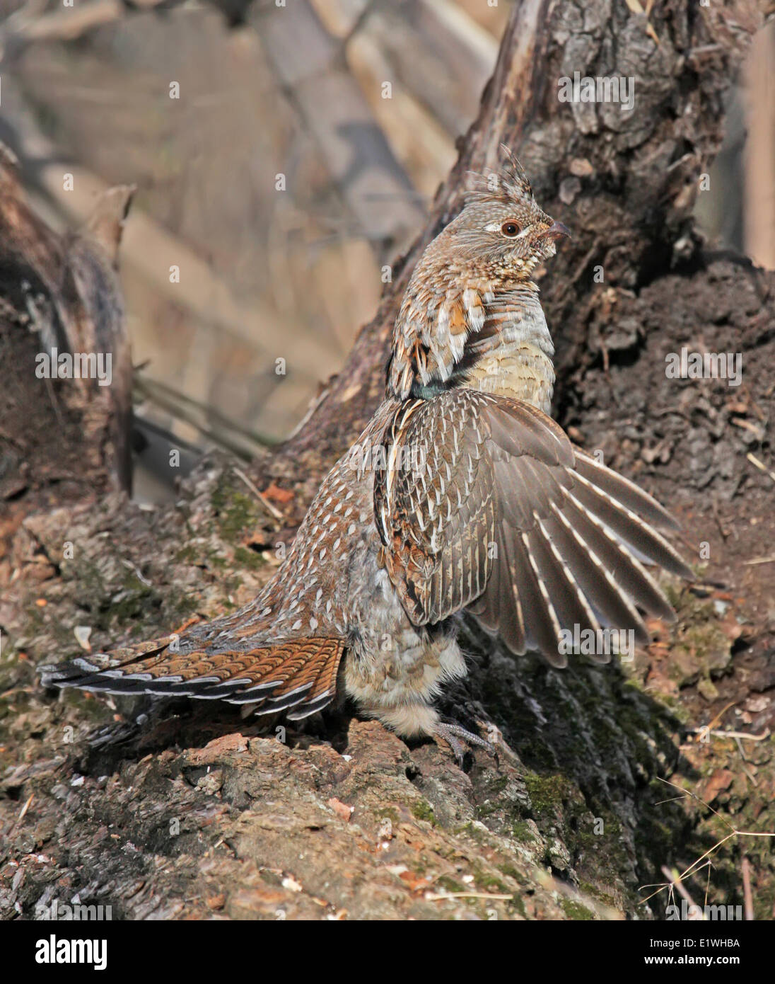 Ein Ruffed Grouse, Philomachus Pugnax, Drums, einen Kumpel, in der Nähe von Saskatoon, Saskatchewan zu gewinnen Stockfoto