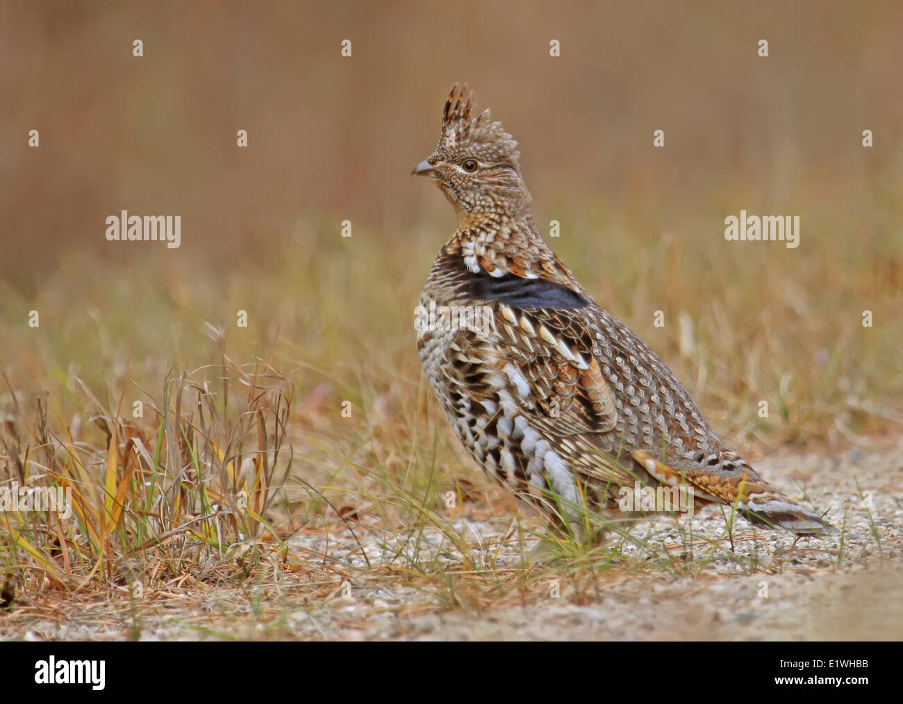 Ein Ruffed Grouse, Philomachus Pugnax in Prince Albert National Park, Saskatchewan Stockfoto