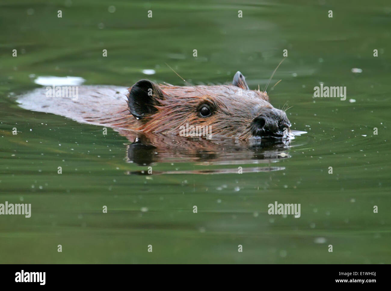 Amerikanischer Biber (Castor Canadensis) an Beauval, Saskatchewan Stockfoto