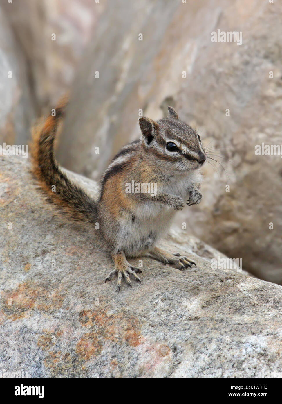 Wenigsten Chipmunk (Tamias ZIP) in Saskatoon, Saskatchewan Stockfoto