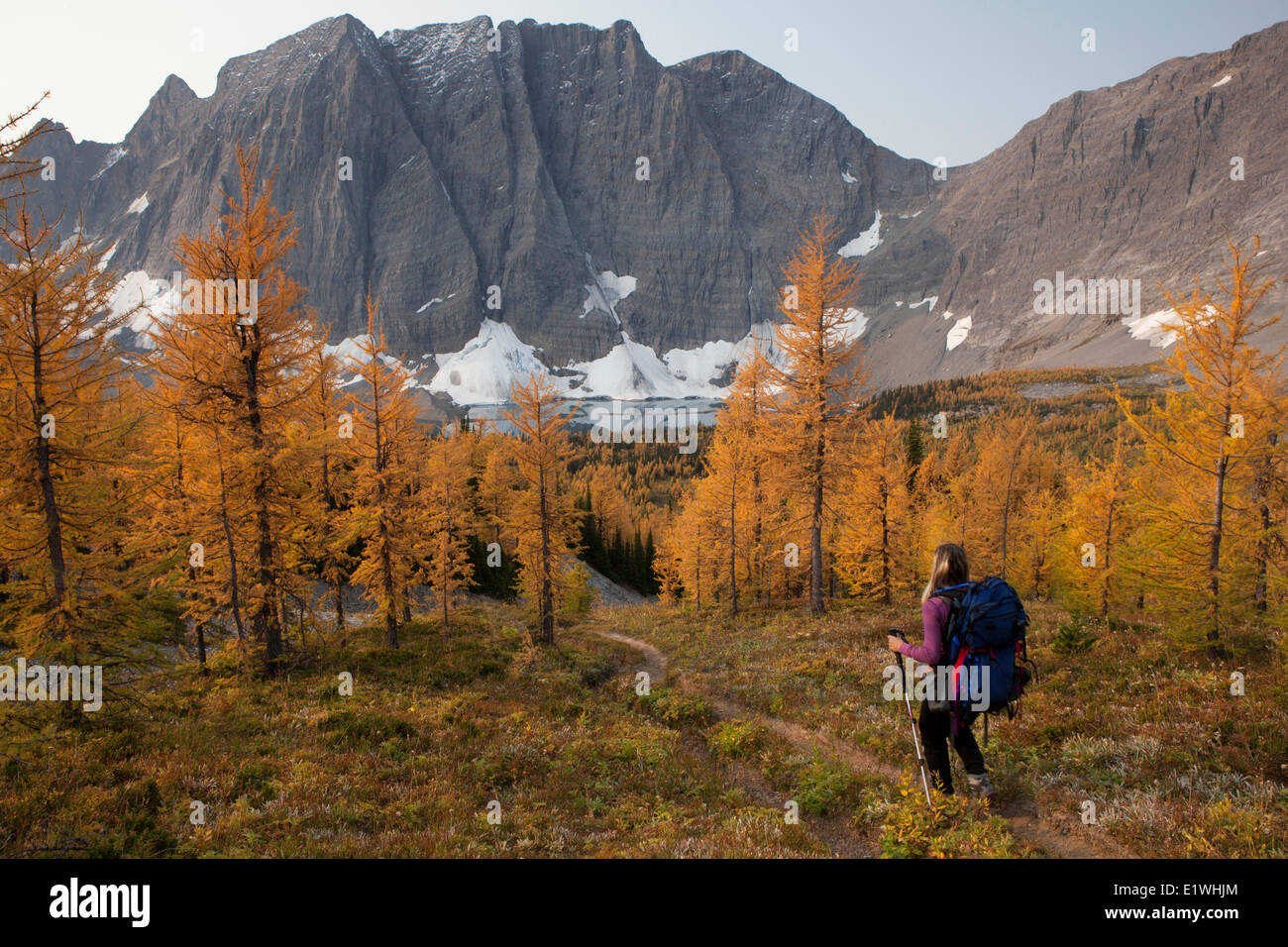 Backpacker absteigend durch Lärchenwald zum Floe See, Kootenay National Park, Britisch-Kolumbien, Kanada Stockfoto