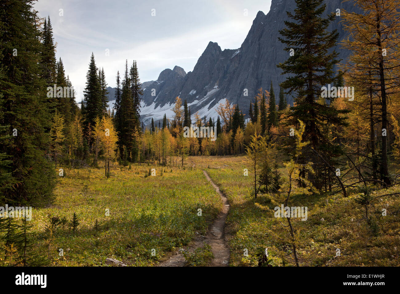 Lärchenwiesen im Herbst unter Numa Pass über Floe See, Kootenay National Park, Britisch-Kolumbien, Kanada Stockfoto
