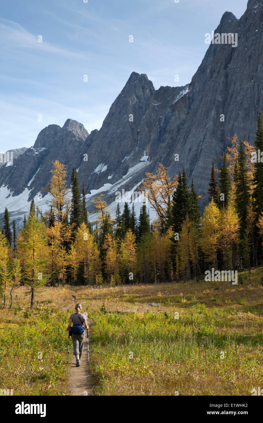 Wanderer im Lärchenwiesen unter Numa-Pass in der Nähe von Floe See, Kootenay National Park, Britisch-Kolumbien, Kanada Stockfoto