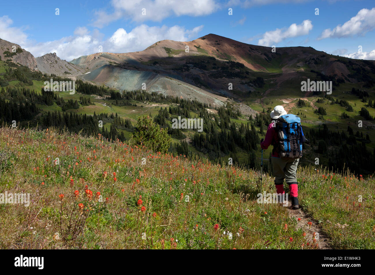 Wanderer im Wildblumenwiesen, Taylor-Gipfel in der Ferne, südlichen Chilcotins Britisch-Kolumbien, Kanada Stockfoto