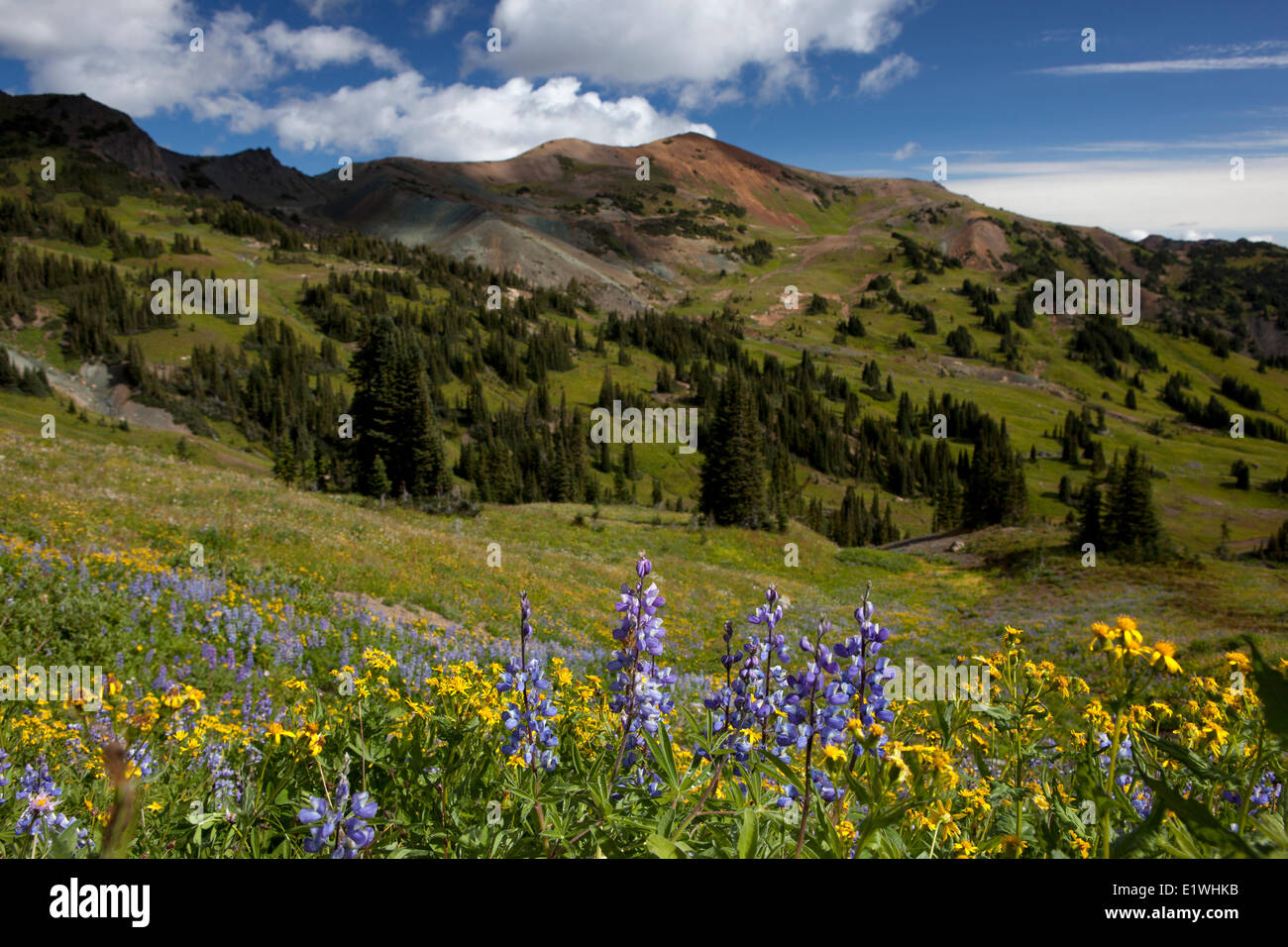 Wildblumenwiesen und Taylor Peak, südlichen Chilcotins Britisch-Kolumbien, Kanada Stockfoto