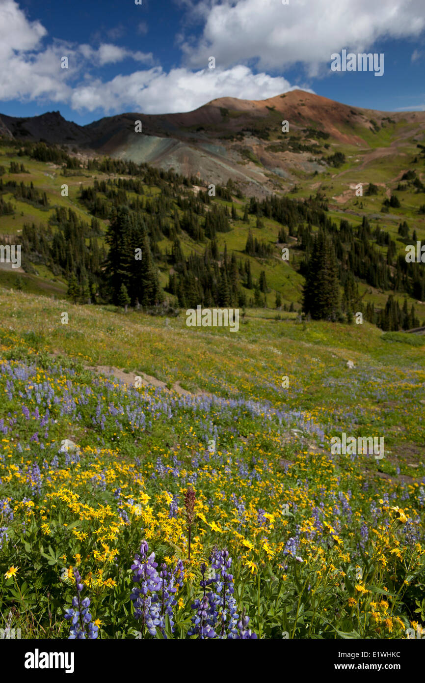 Wildblumenwiesen und Taylor Peak, südlichen Chilcotins Britisch-Kolumbien, Kanada Stockfoto