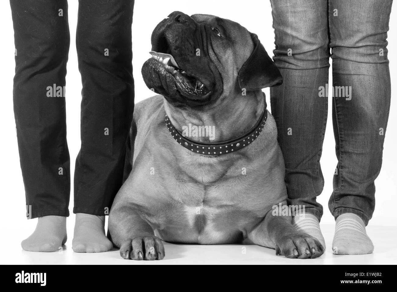 Bullmastiff legen neben seinem Besitzer Füße auf weißem Hintergrund Stockfoto