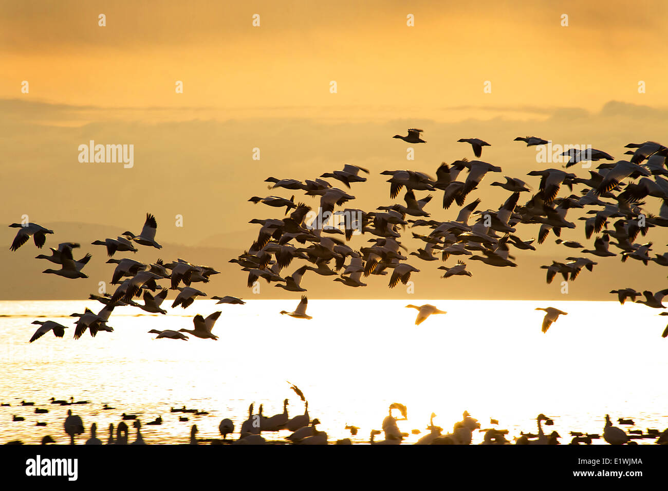 Herde von Schneegänsen fliegen bei Sonnenuntergang in Ladner, BC. Stockfoto