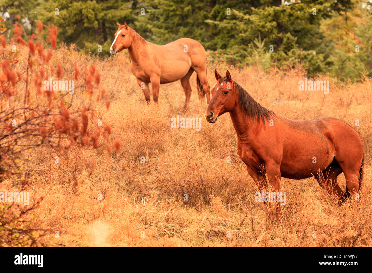 Quarter Horses (Equus Caballusin) Weide. Stockfoto