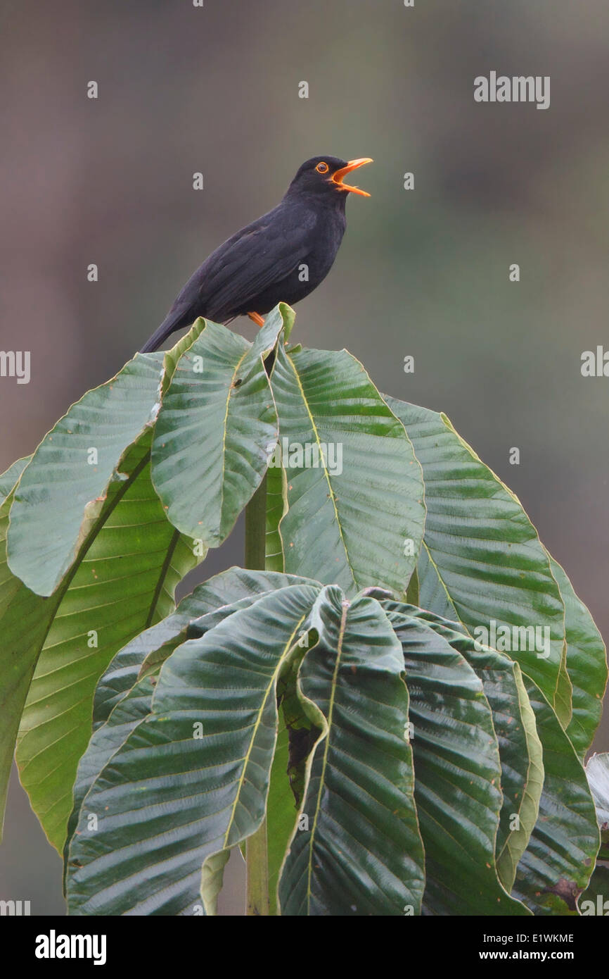 Hochglanz-Schwarz-Drossel (Turdus Serranus) thront auf einem Blatt in Ecuador, Südamerika. Stockfoto