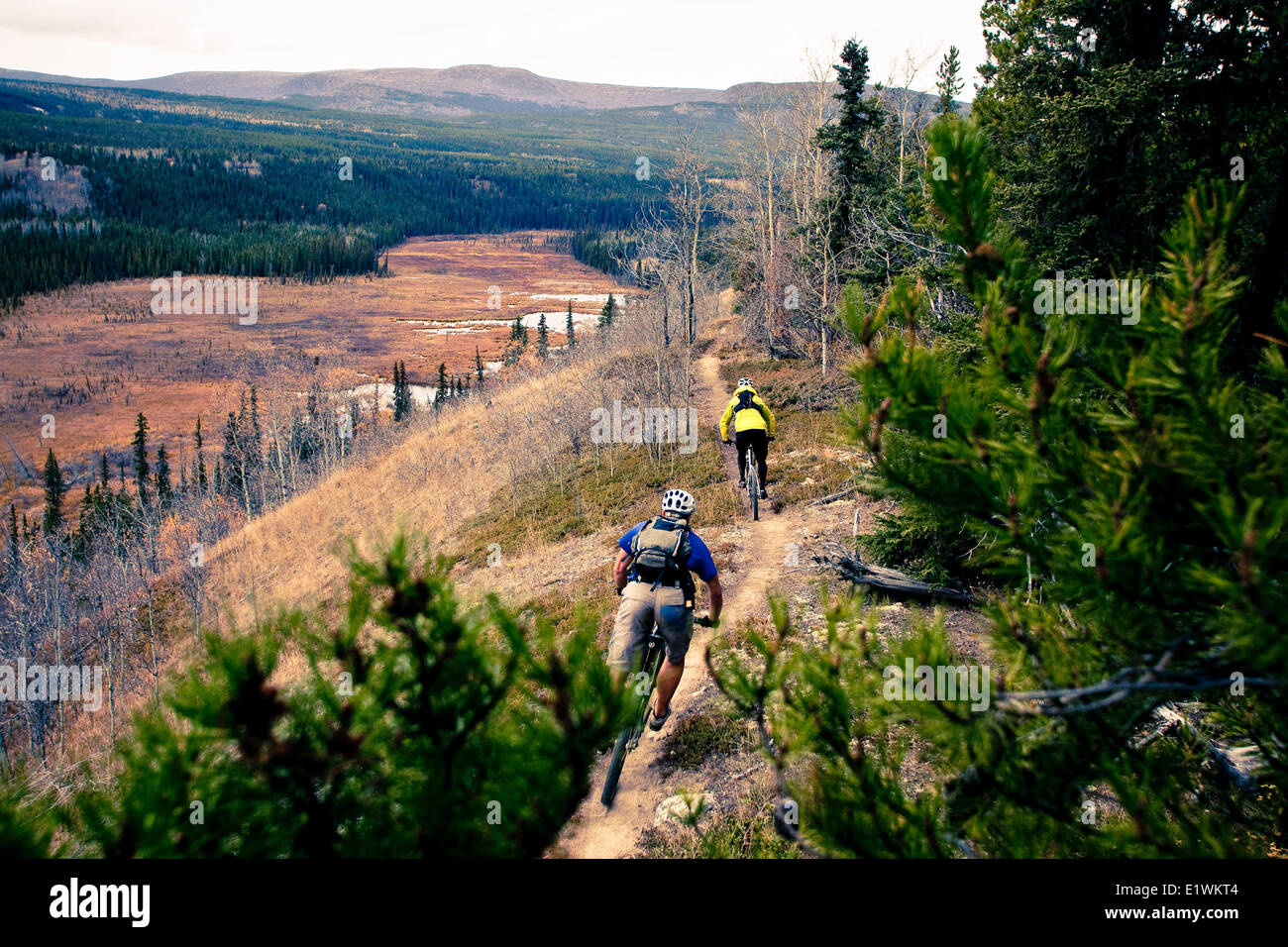 Zwei Mountainbiker genießen die Farben des Herbstes und Wanderwege in Whitehorse, Yukon Stockfoto