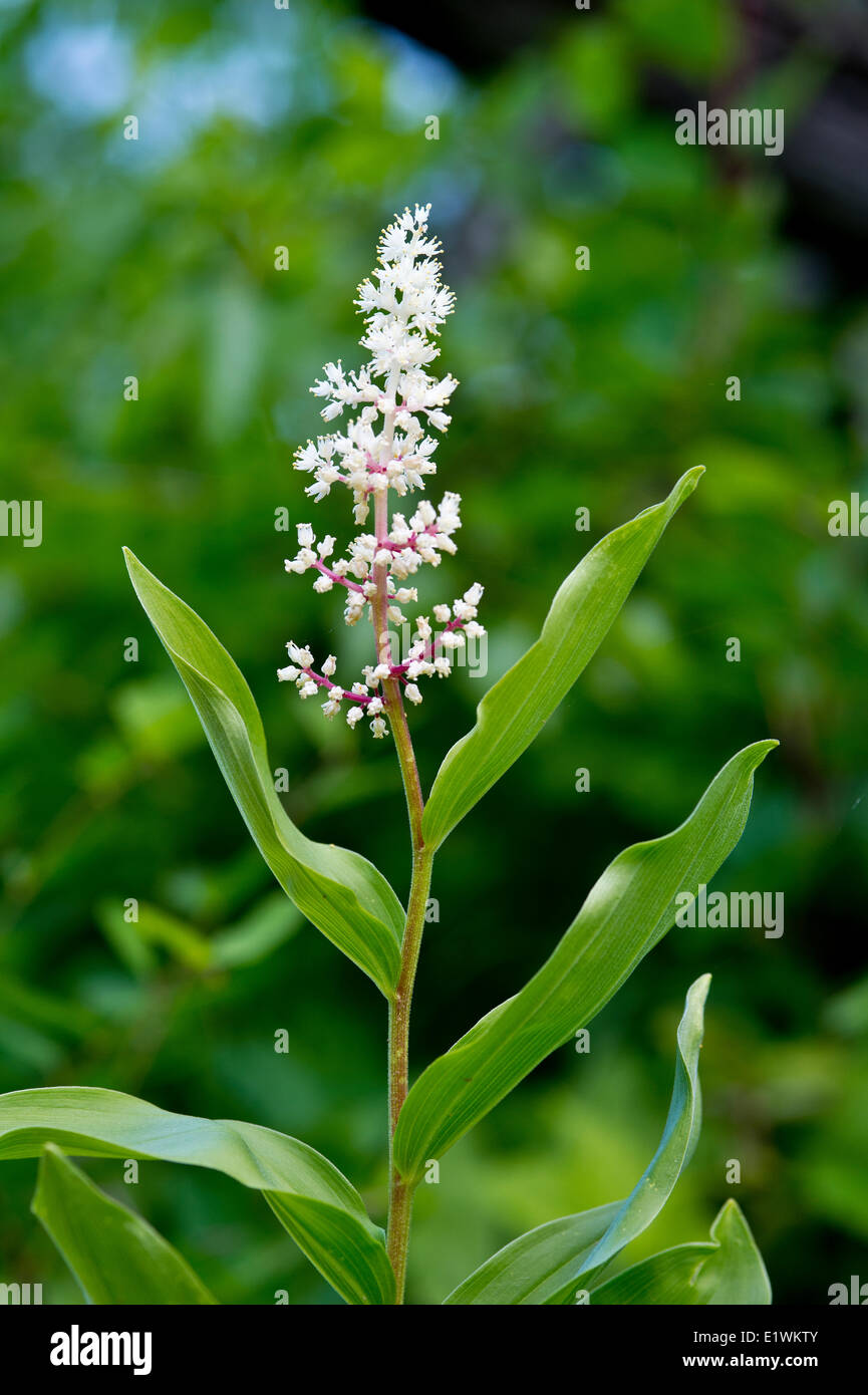 Falsche Salomons Siegel, Maianthemum canadense Stockfoto