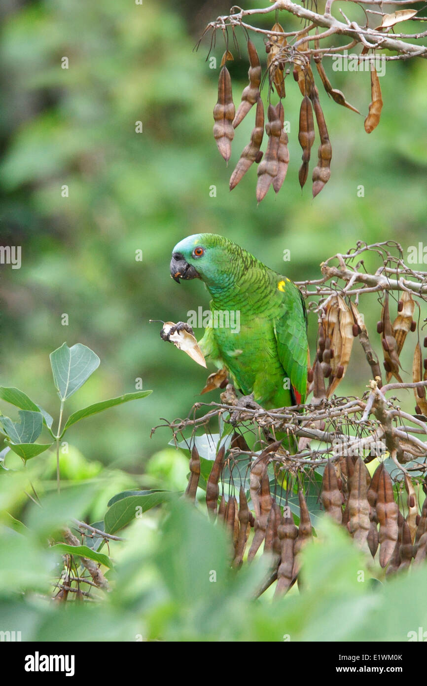 Blau-fronted Amazone (Amazona Aestiva) thront auf einem Ast in Bolivien, Südamerika. Stockfoto