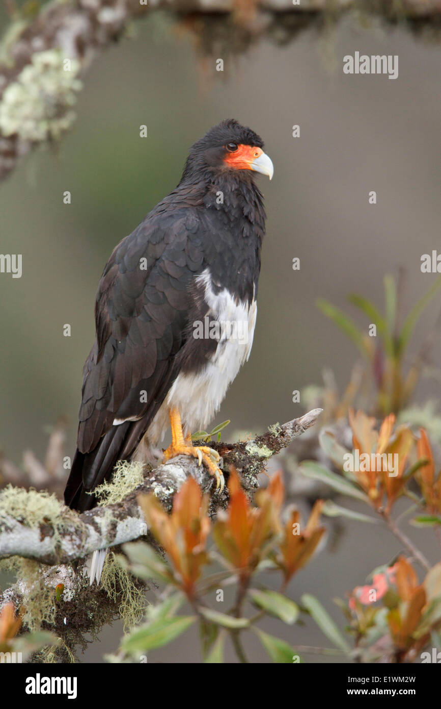 Berg-Karakara (Phalcoboenus Megalopterus) thront auf einem Ast in Bolivien, Südamerika. Stockfoto