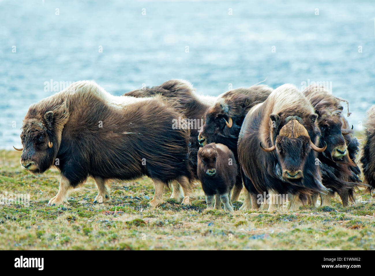 Moschusochsen (Ovibos Moschatus) Herde, Victoria-Insel, Nunavut, Kanada Arktis Stockfoto