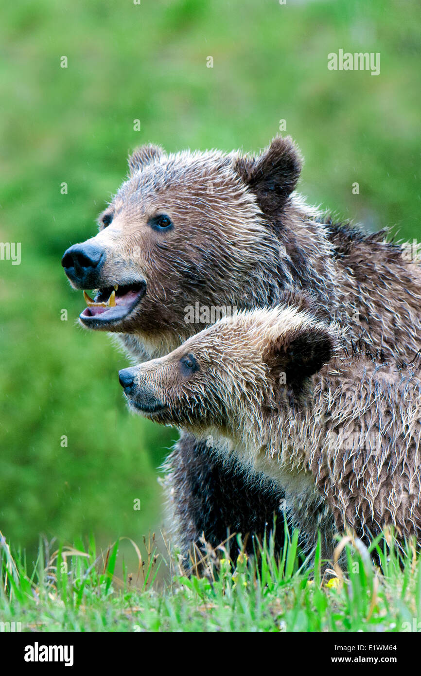 Mutter Grizzly Bär (Ursus Arctos) und Jährling Cub, Rocky Mountain Ausläufern, westlichen Alberta, Kanada Stockfoto