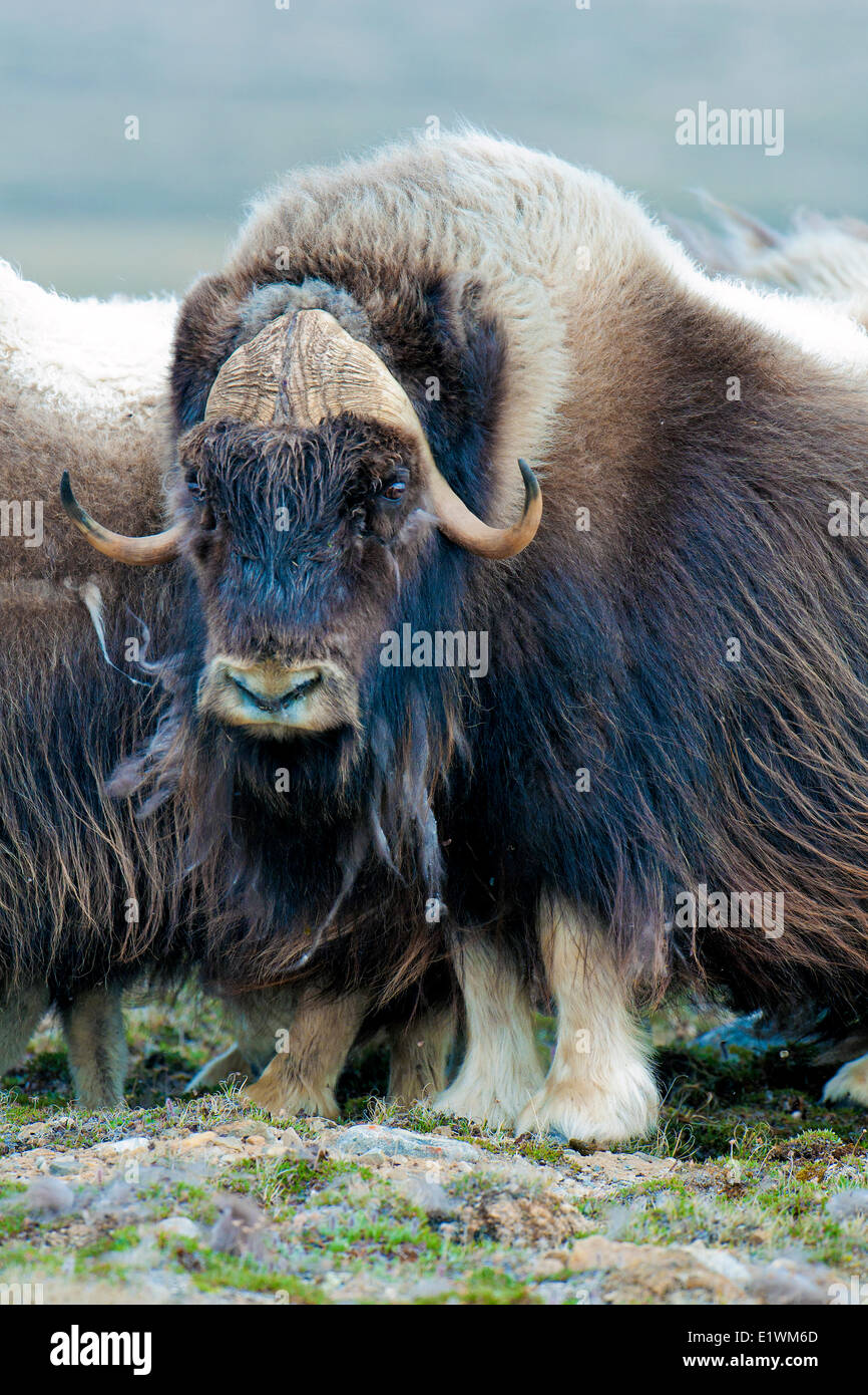 Moschusochsen (Ovibos Moschatus) bull, Victoria-Insel, Nunavut, Kanada Arktis Stockfoto