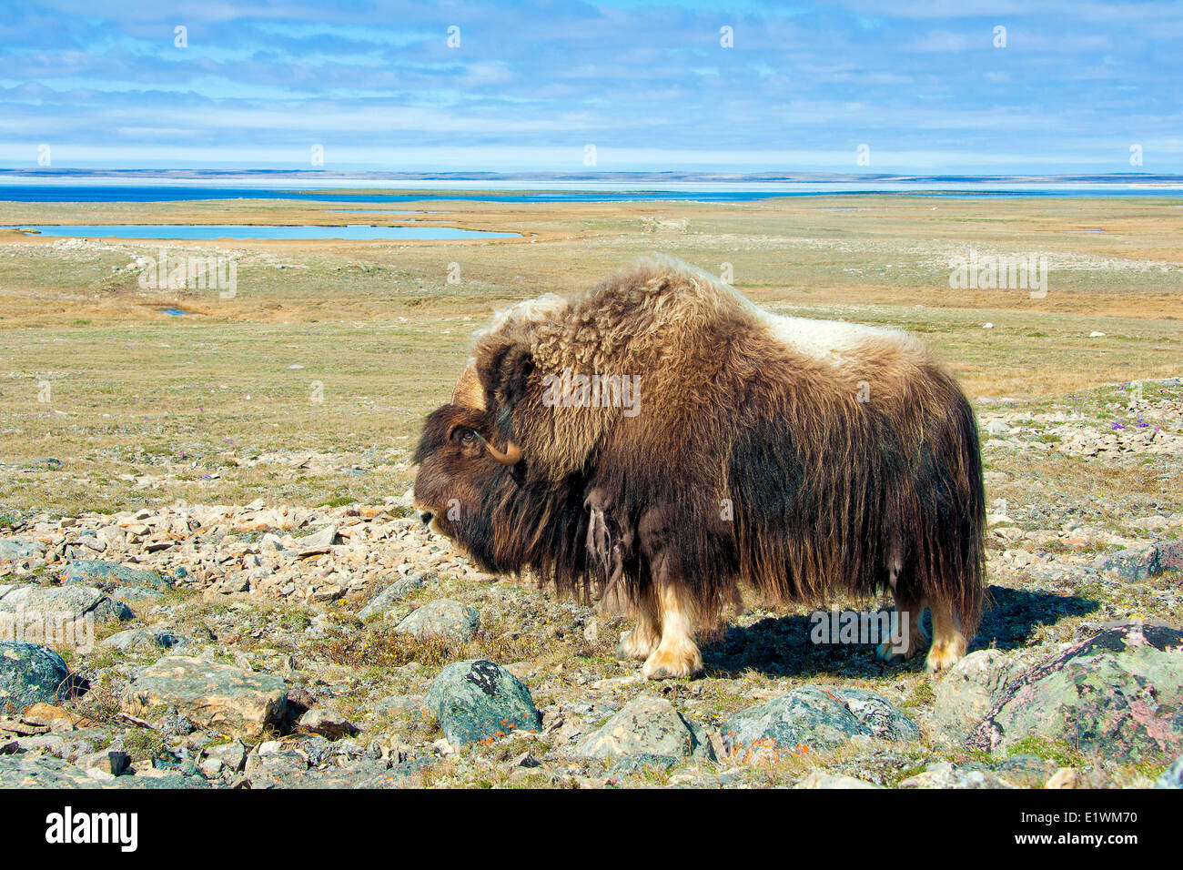 Moschusochsen (Ovibos Moschatus) bull, Victoria-Insel, Nunavut, Kanada Arktis Stockfoto