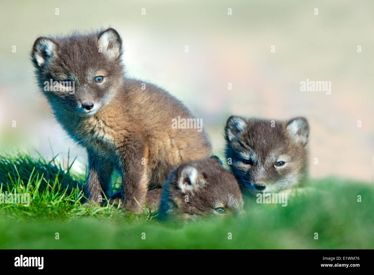 Polarfuchs-Welpen (Alipex Lagopus) an der Mündung des ihren Radix Schlupfwinkel, Victoria-Insel, Nunavut, arktischen Kanada Stockfoto