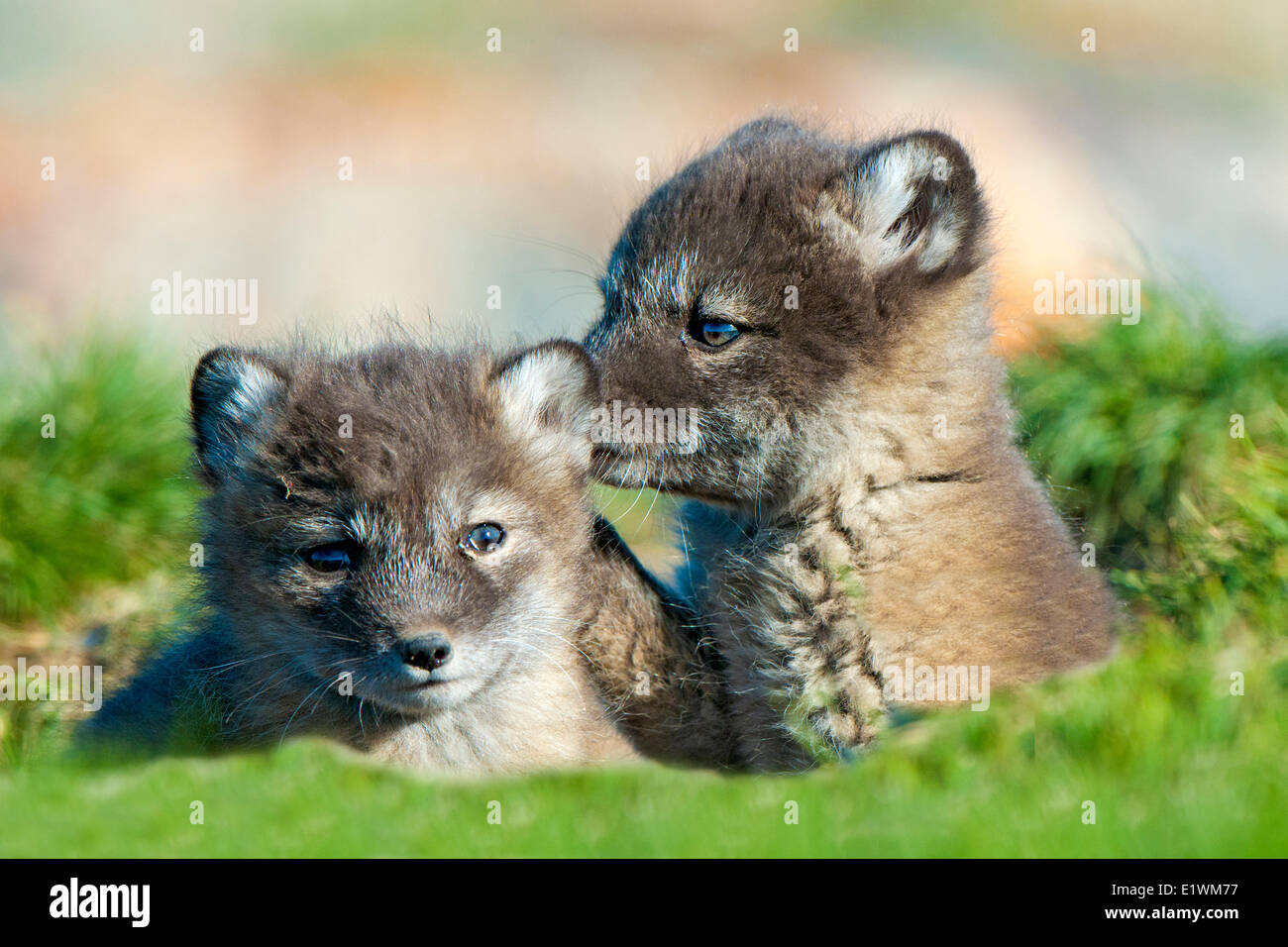 Polarfuchs-Welpen (Alipex Lagopus) an der Mündung des ihren Radix Schlupfwinkel, Victoria-Insel, Nunavut, arktischen Kanada Stockfoto