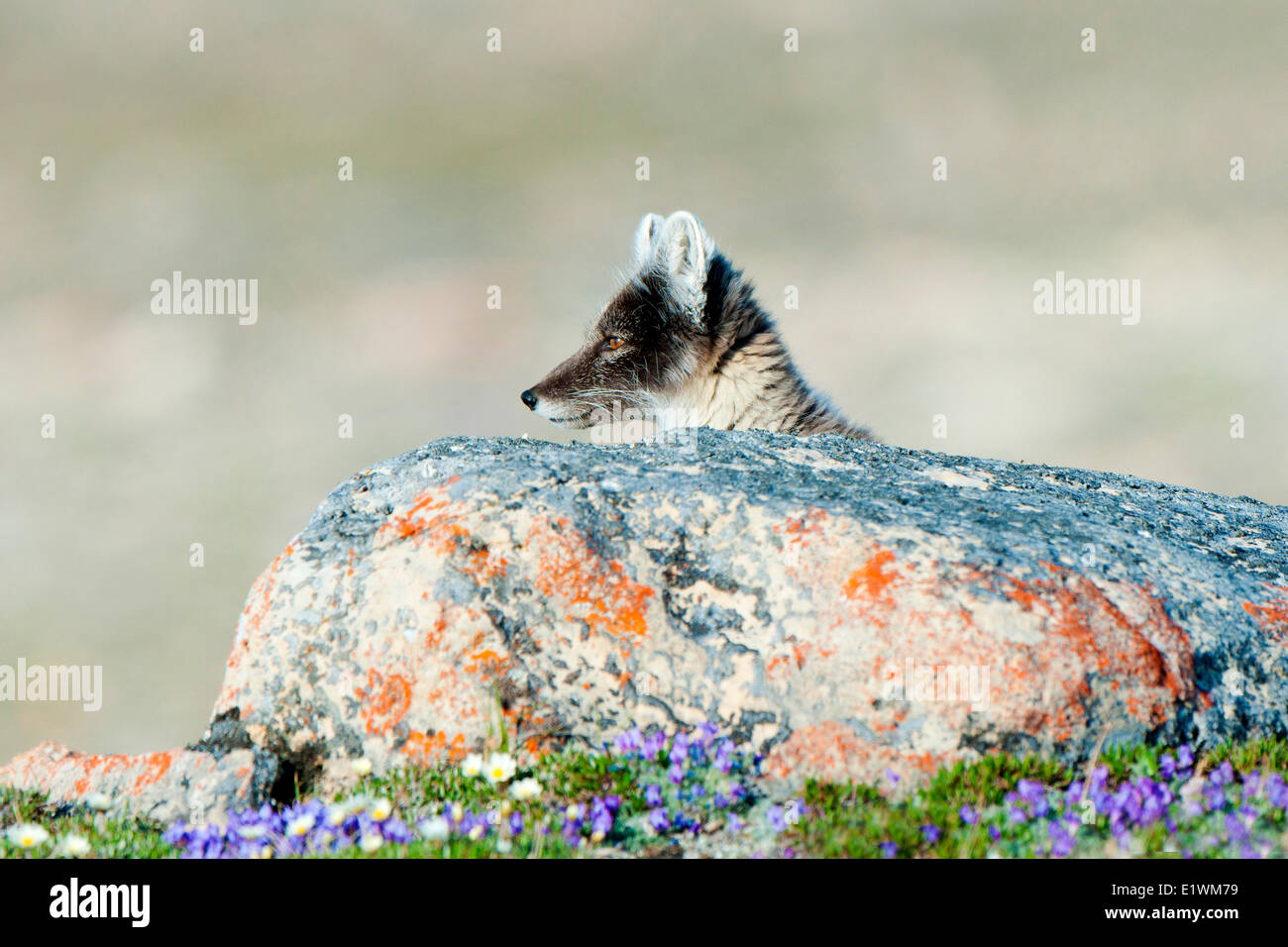 Polarfuchs (Alipex Lagopus) in Übergangszeit Sommer Fell, Victoria-Insel, Nunavut, arktischen Kanada Stockfoto