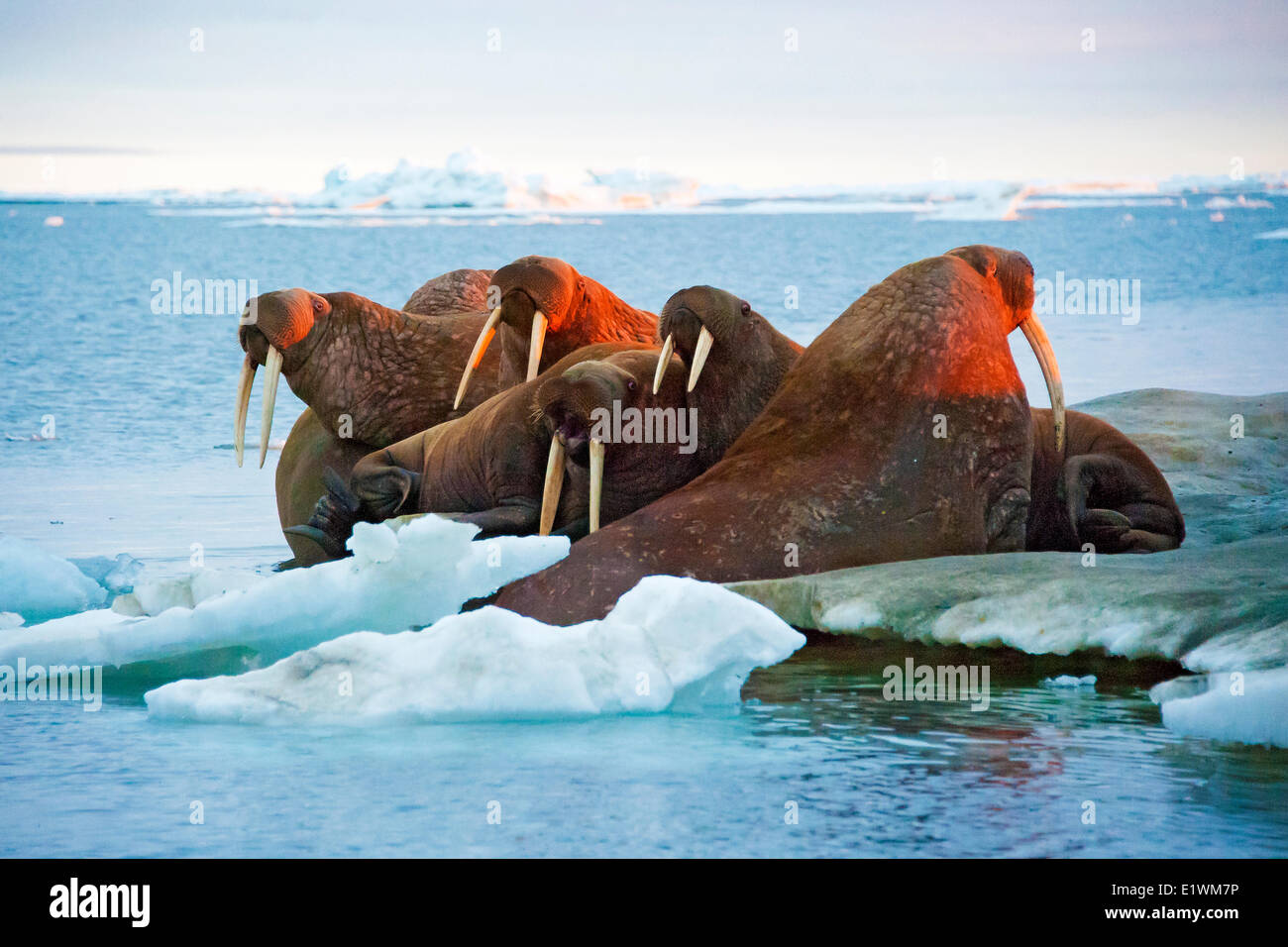 Pazifische Walross, Odobenus Rosmarus, schleppen Sie auf Meereis kanadischen Arktis, Stockfoto