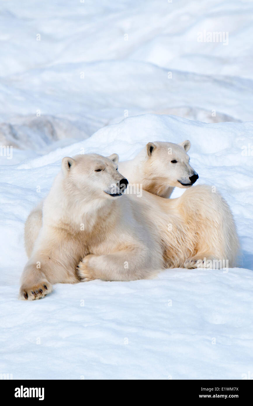 Eisbär-Mutter (Ursus Maritimus) und Cub, Wrangel Island, Tschuktschensee, arktischen Russland Stockfoto