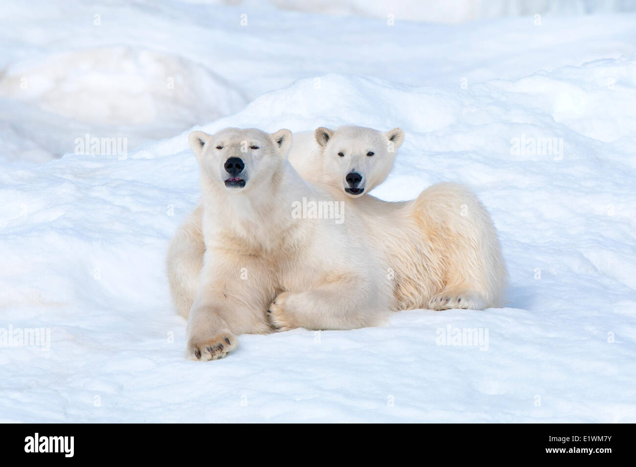 Eisbär-Mutter (Ursus Maritimus) und Cub, Wrangel Island, Tschuktschensee, arktischen Russland Stockfoto