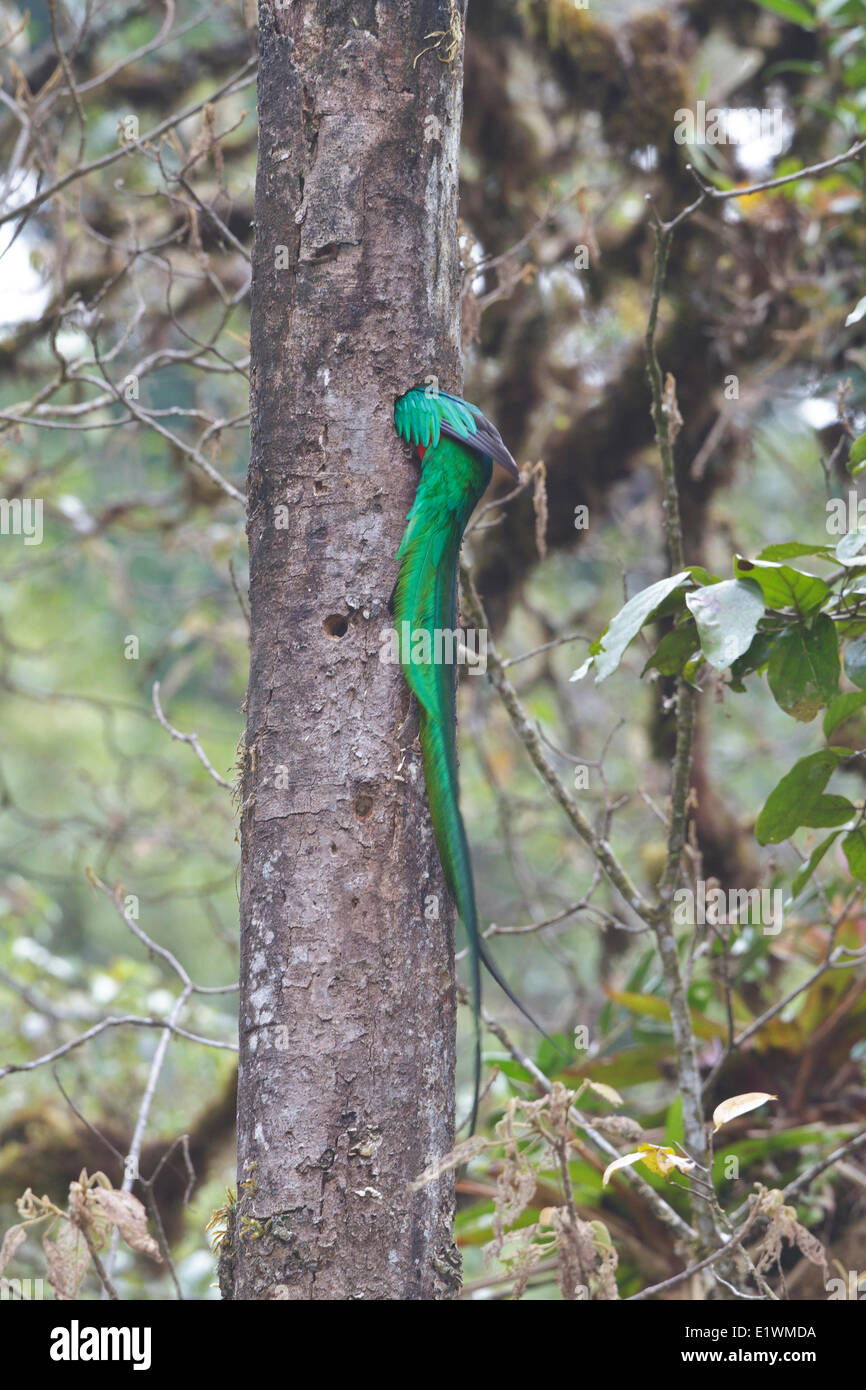 Resplendent Quetzal (Pharomachrus Mocinno) thront auf einem Ast in Costa Rica. Stockfoto