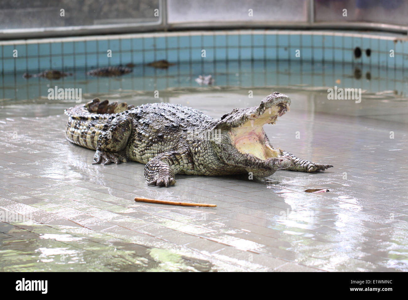 Krokodil im Bauernhof mit öffnen Sie den Mund. Stockfoto