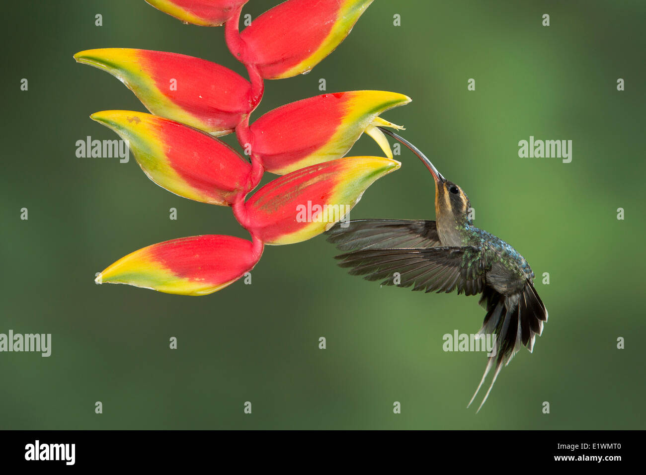 Grün Einsiedler (Phaethornis Kerl) fliegen und Fütterung eine Blume in der Cloud Forest von Costa Rica, Zentralamerika. Stockfoto