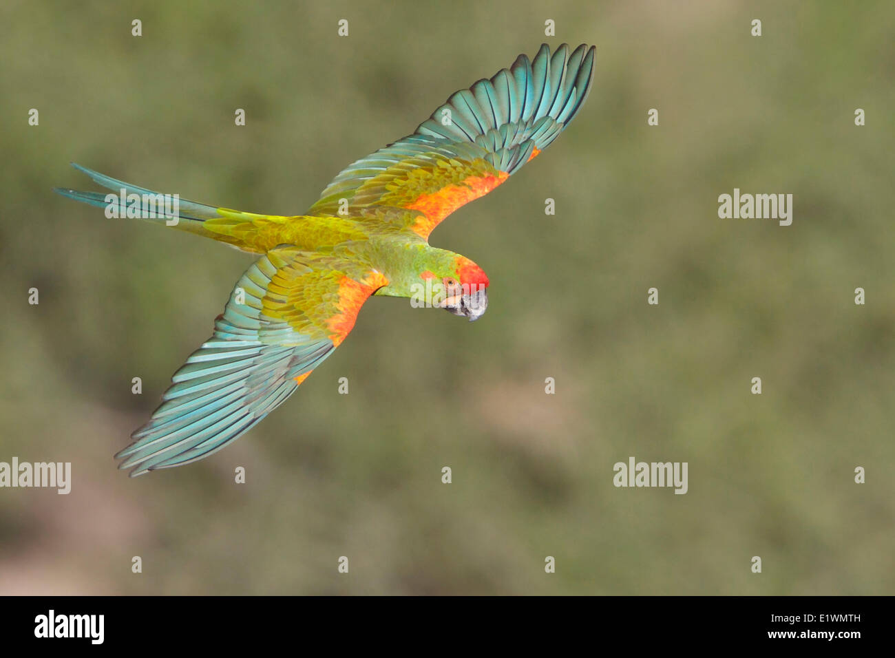 Rot-fronted Aras (Ara Rubrogenys) während des Fluges in Bolivien, Südamerika. Stockfoto