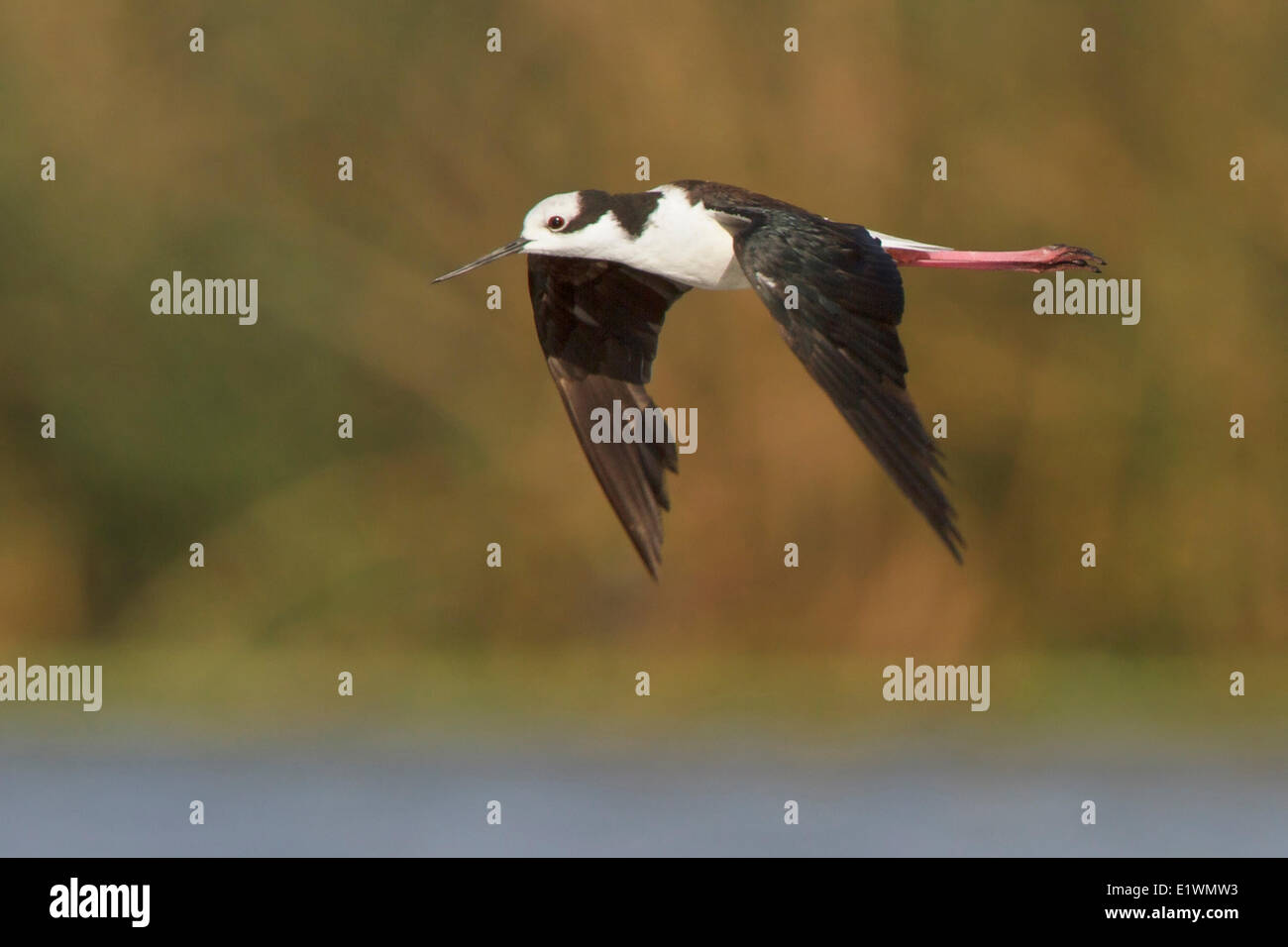 Weißrückenspecht Stelzenläufer (Himantopus Melanurus) während des Fluges in Bolivien, Südamerika. Stockfoto