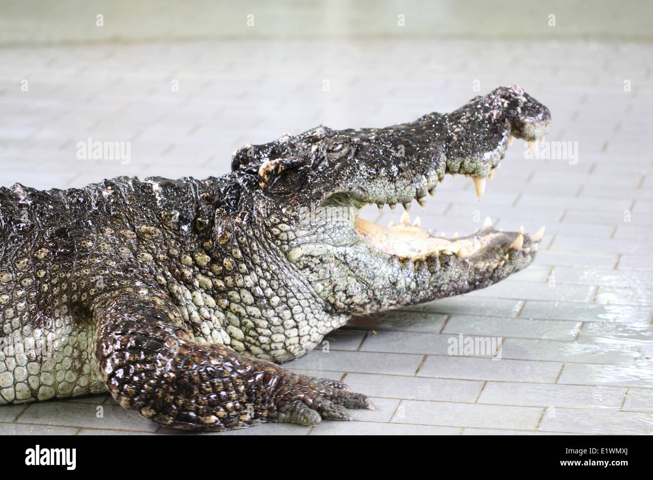 Krokodil im Bauernhof mit öffnen Sie den Mund. Stockfoto