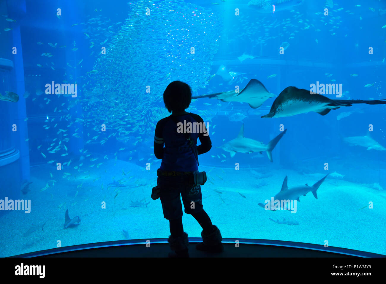 Teenager als Leben im Meer vor der 9 Meter tiefen Becken in Osaka Aquarium Kaiyukan blickte. Einer der größten öffentlichen Aquarien Stockfoto
