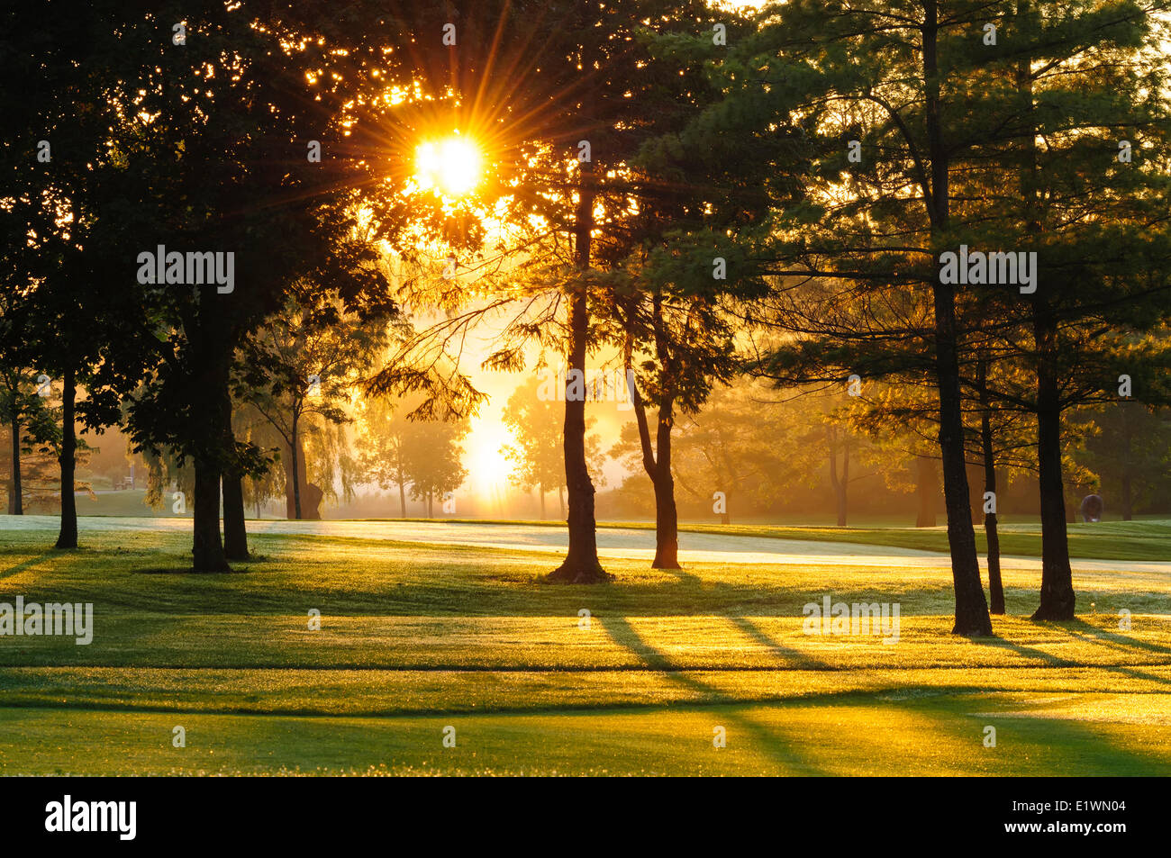 Sonne, durch Bäume, Merry Hill Golf Course bei Sonnenaufgang, in der Nähe von Guelph, Ontario, Kanada Stockfoto