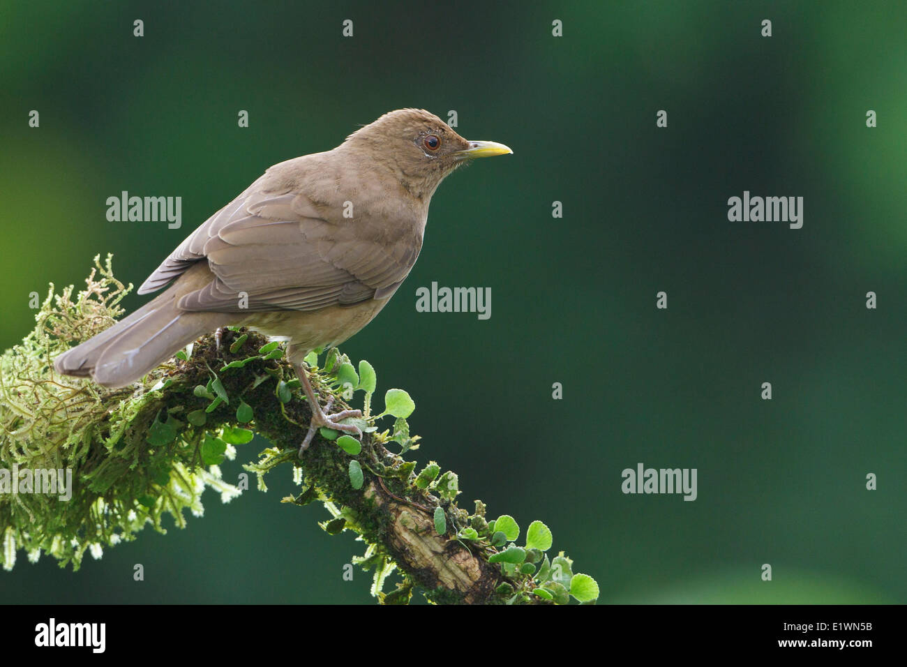 Clay-Colored Robin (Turdus Grayi) thront auf einem Ast in Costa Rica, Zentralamerika. Stockfoto