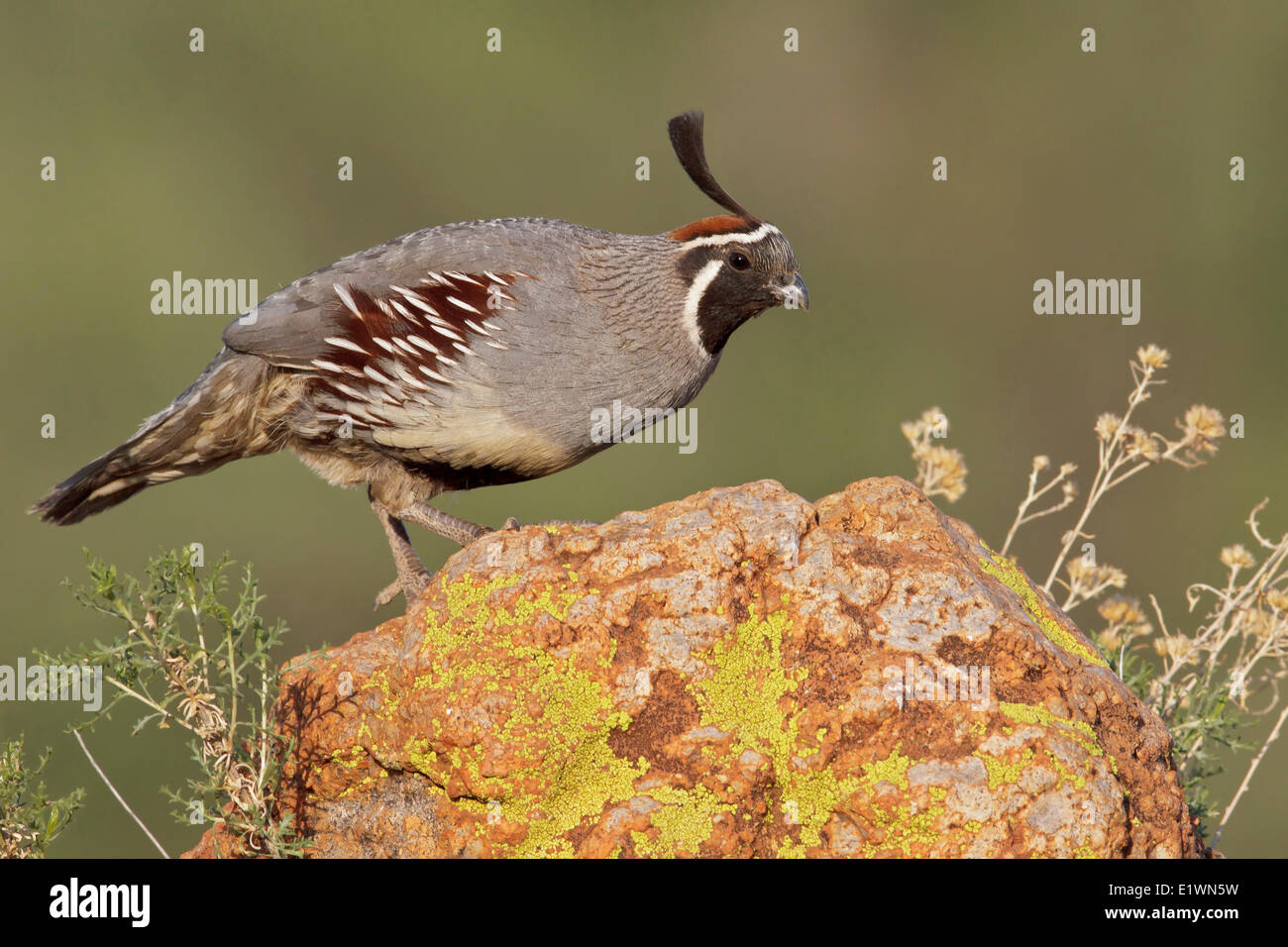 Die Gambels Wachteln (Art Gambelii) thront auf einem Felsen im südlichen Arizona, USA. Stockfoto