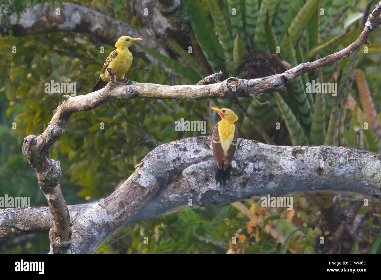 Cremefarbene Specht (Celeus Flavus) thront auf einem Ast in Ecuador, Südamerika. Stockfoto