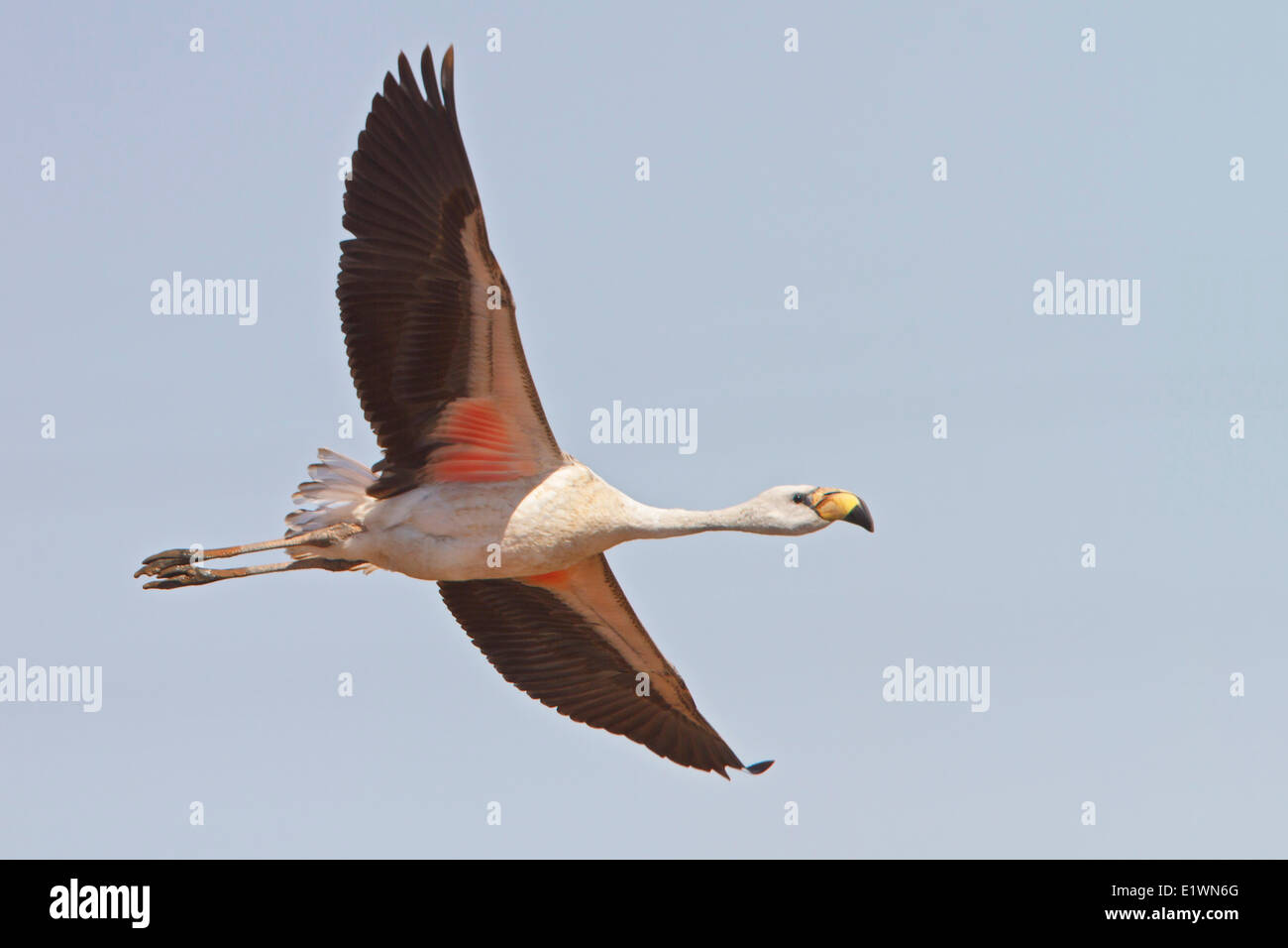 Jamess Flamingo (Phoenicopterus Jamesi) während des Fluges in Bolivien, Südamerika. Stockfoto