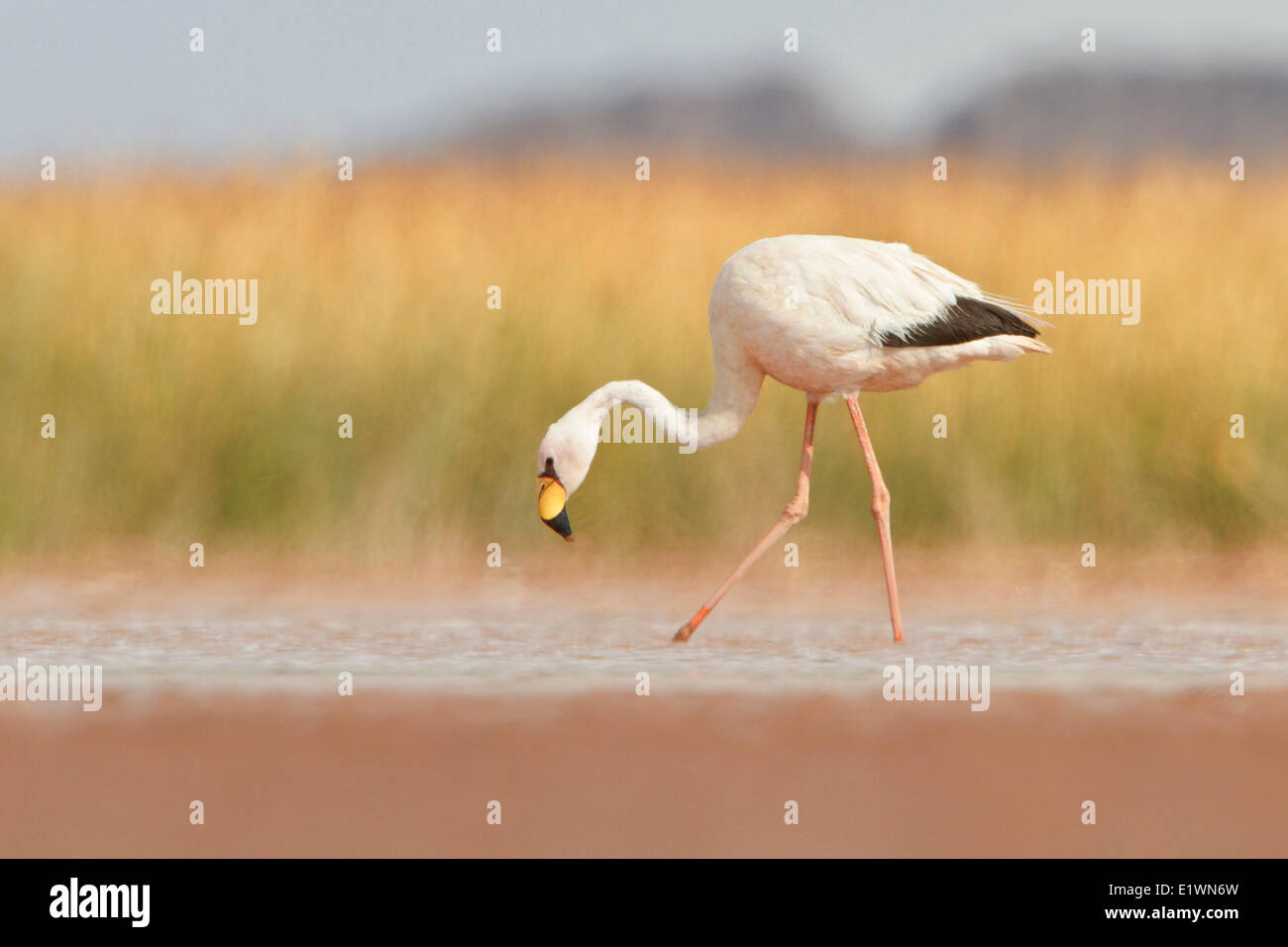 Jamess Flamingo (Phoenicopterus Jamesi) in einem Feuchtgebiet in Bolivien, Südamerika. Stockfoto