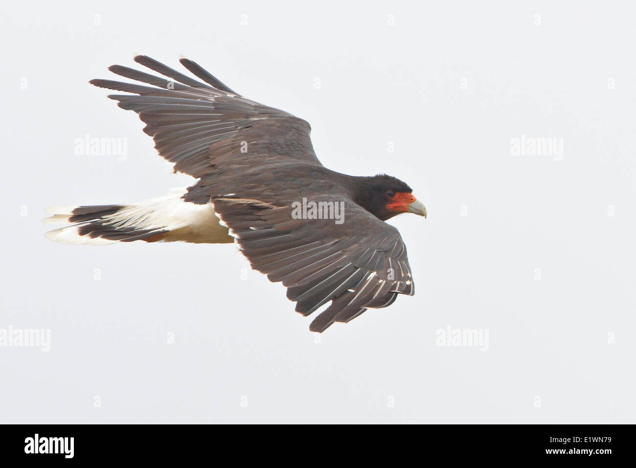 Berg-Karakara (Phalcoboenus Megalopterus) während des Fluges in Bolivien, Südamerika. Stockfoto