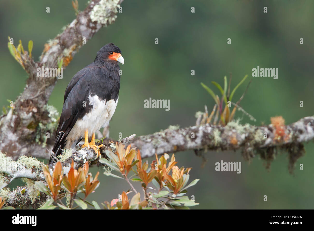 Berg-Karakara (Phalcoboenus Megalopterus) thront auf einem Ast in Bolivien, Südamerika. Stockfoto