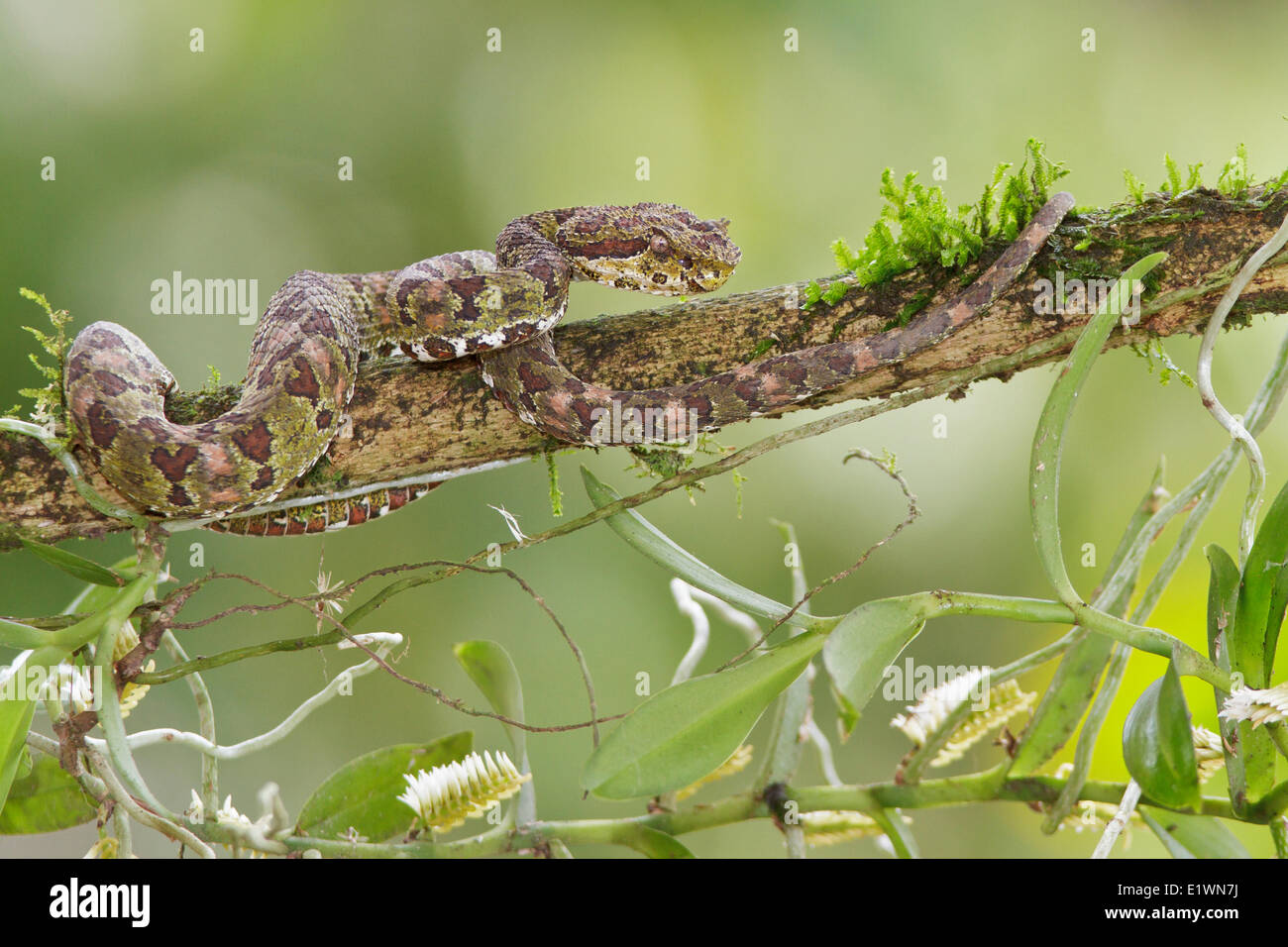 Wimpern Viper, Bothriechis Schlegelii, thront auf einem Ast in Costa Rica, Zentralamerika. Stockfoto
