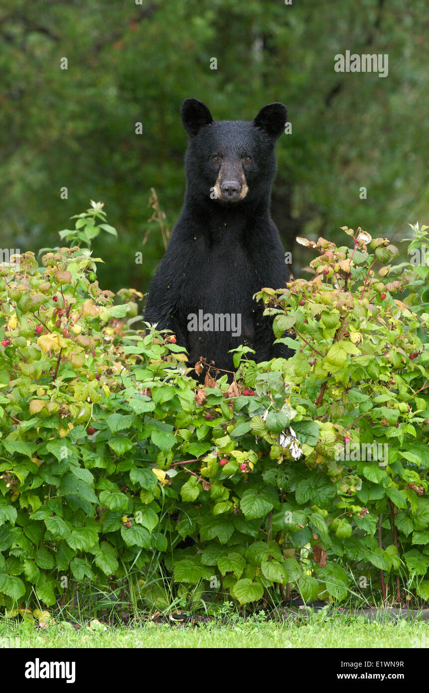 Wilde Schwarzbären (Ursus Americanus) in Himbeeren (Rubus SP.) stehen in der Nähe von Thunder Bay, Ontario, Kanada Stockfoto