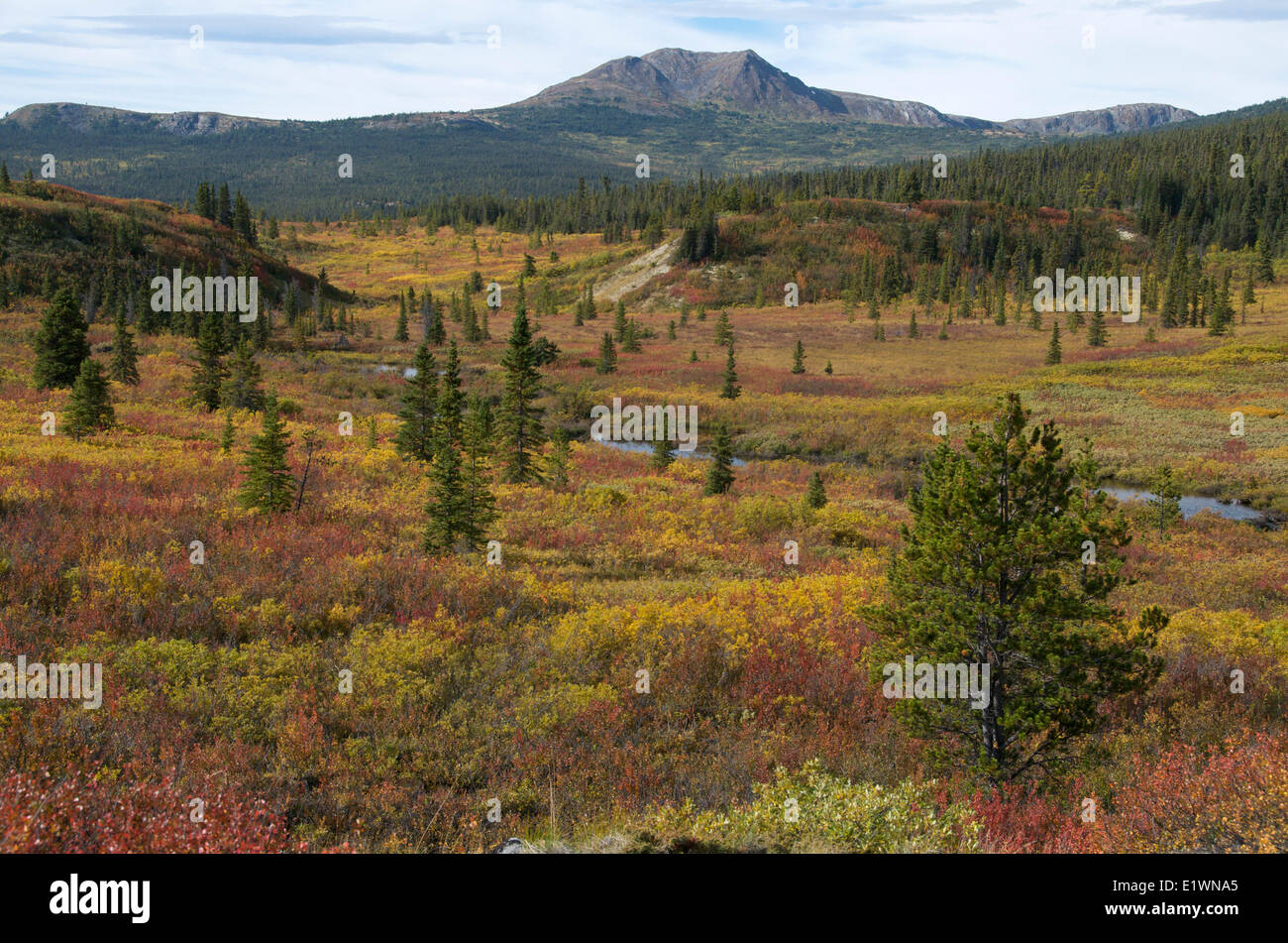 Herbst-Szene entlang der South Canol Road, Yukon Territorium, Kanada. Stockfoto