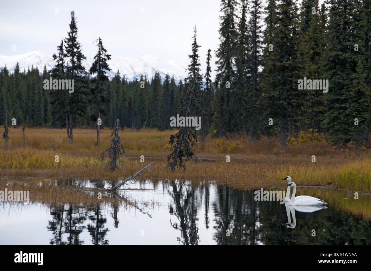 Trumpeter Schwäne (Cygnus Buccinator), Colorado Lake, Alaska, USA Stockfoto